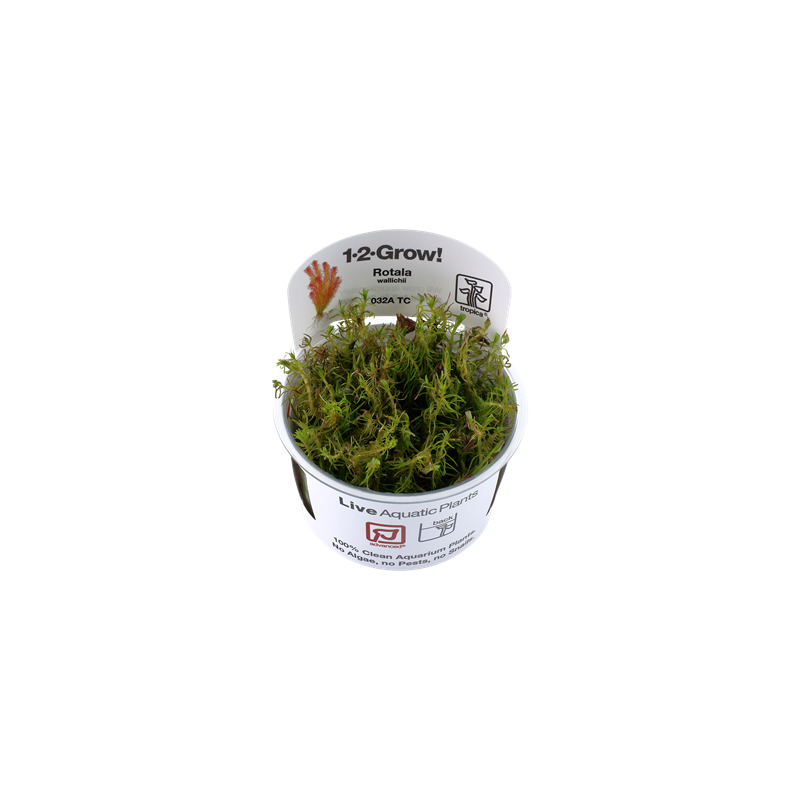 Tropica Rotala wallichii 1-2 Grow!