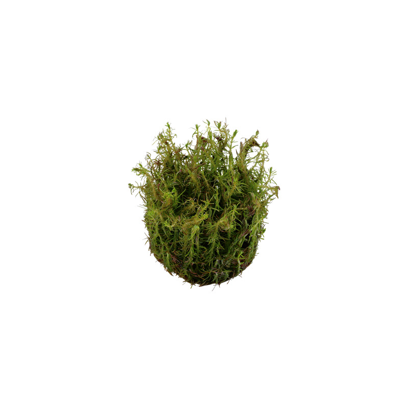 Tropica Rotala wallichii 1-2 Grow!