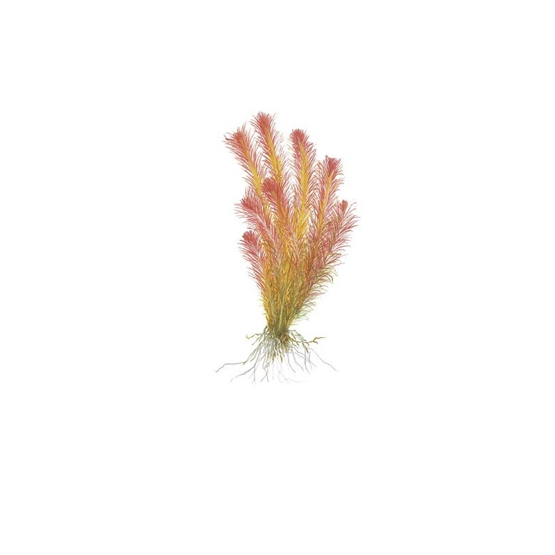 Tropica Rotala wallichii 1-2 Grow!