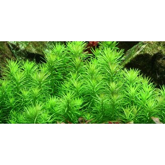 Tropica Pogostemon deccanensis 1-2 Grow!