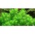 Tropica Pogostemon deccanensis 1-2 Grow!