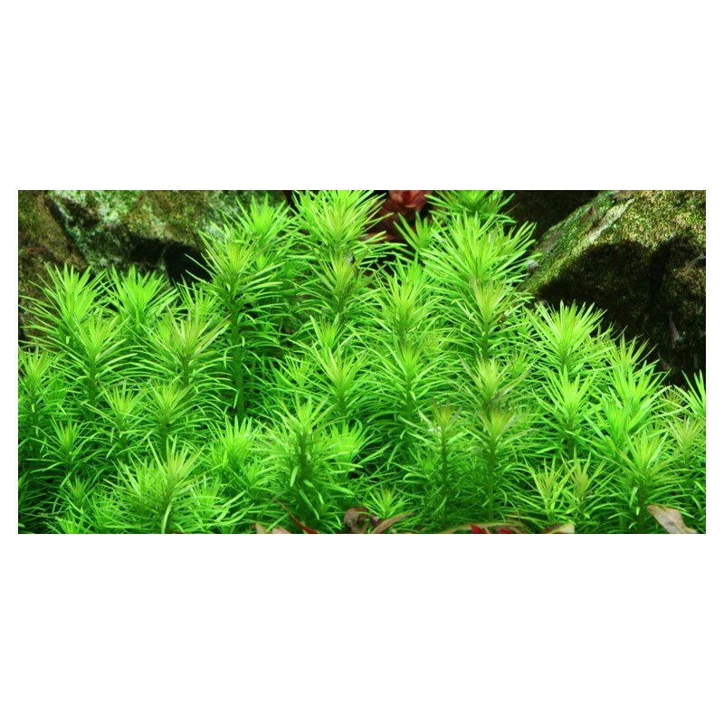 Tropica Pogostemon deccanensis 1-2 Grow!