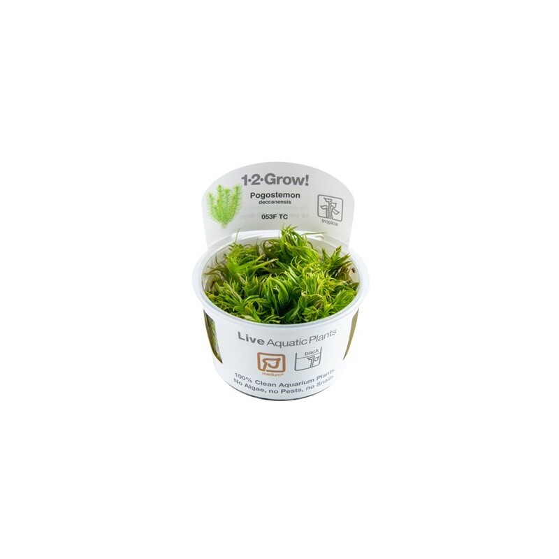 Tropica Pogostemon deccanensis 1-2 Grow!