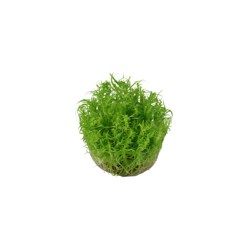 Tropica Pogostemon deccanensis 1-2 Grow!