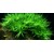 Tropica Heteranthera zosterifolia 1-2 Grow!