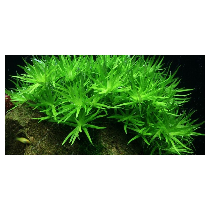 Tropica Heteranthera zosterifolia 1-2 Grow!