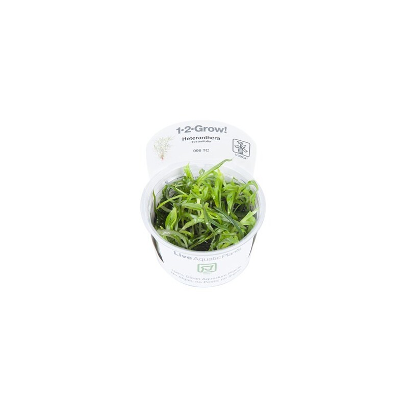 Tropica Heteranthera zosterifolia 1-2 Grow!