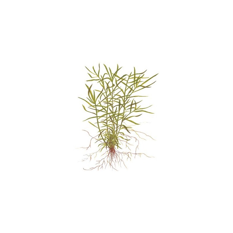 Tropica Heteranthera zosterifolia 1-2 Grow!