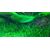 Tropica Littorella uniflora 1-2 Grow!
