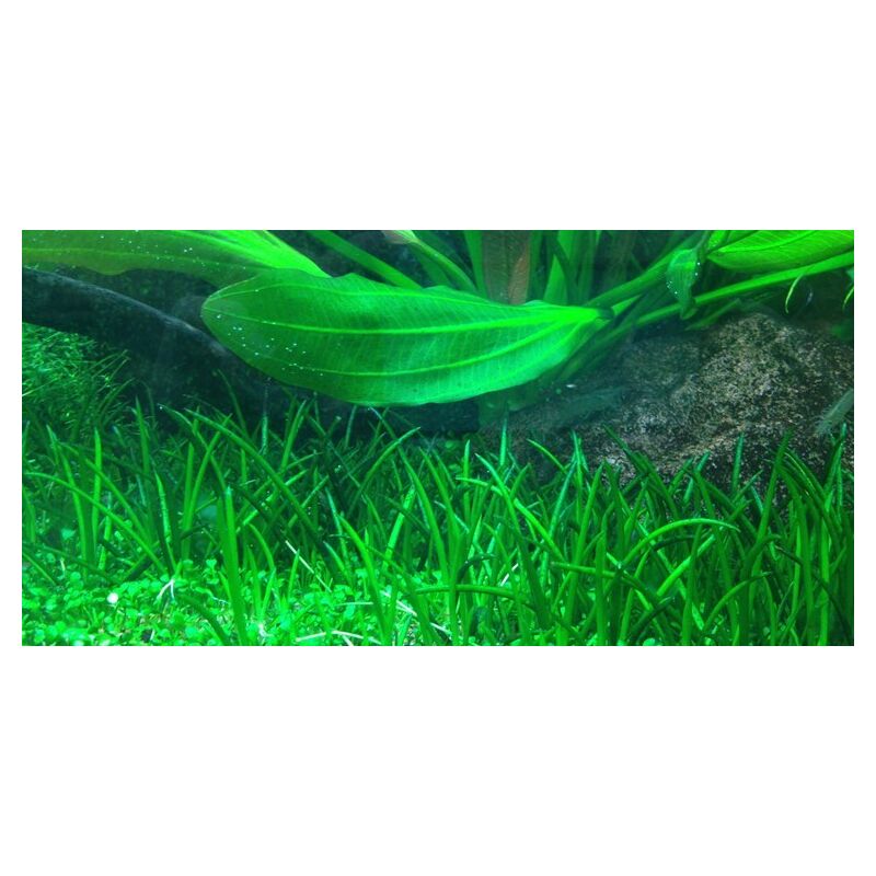 Tropica Littorella uniflora 1-2 Grow!