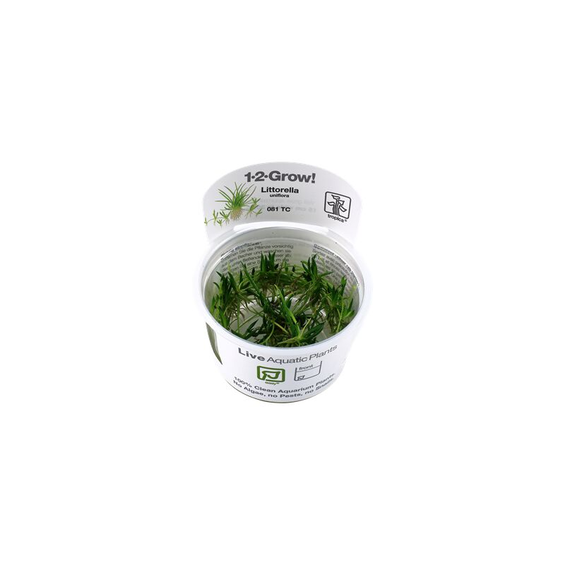 Tropica Littorella uniflora 1-2 Grow!