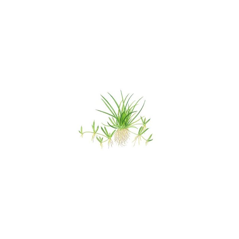 Tropica Littorella uniflora 1-2 Grow!