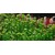 Tropica Rotala 'Bonsai' 1-2 Grow!
