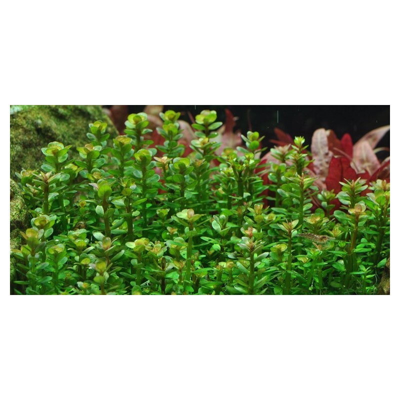 Tropica Rotala 'Bonsai' 1-2 Grow!