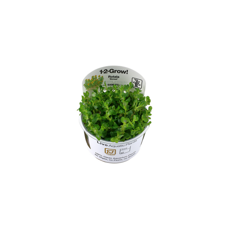 Tropica Rotala 'Bonsai' 1-2 Grow!