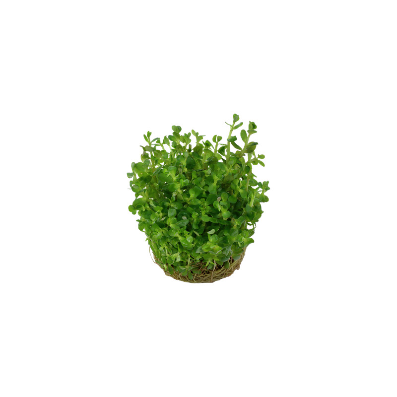 Tropica Rotala 'Bonsai' 1-2 Grow!