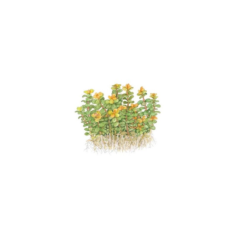 Tropica Rotala 'Bonsai' 1-2 Grow!
