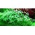 Tropica Ranunculus inundatus 1-2 Grow!