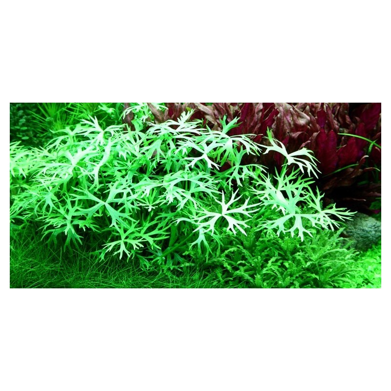 Tropica Ranunculus inundatus 1-2 Grow!