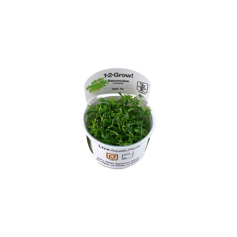Tropica Ranunculus inundatus 1-2 Grow!
