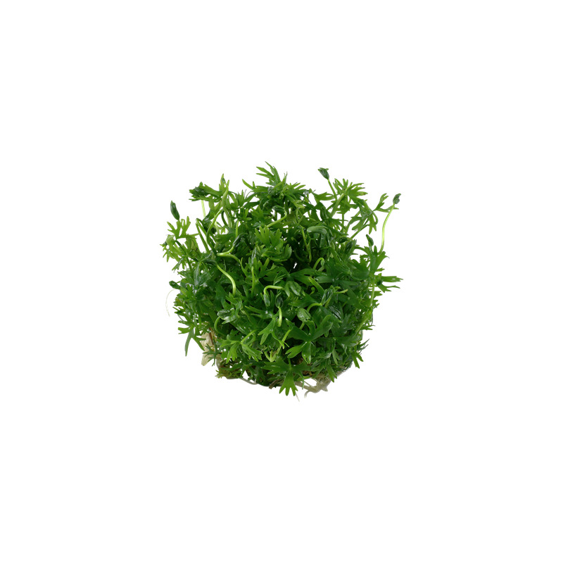Tropica Ranunculus inundatus 1-2 Grow!