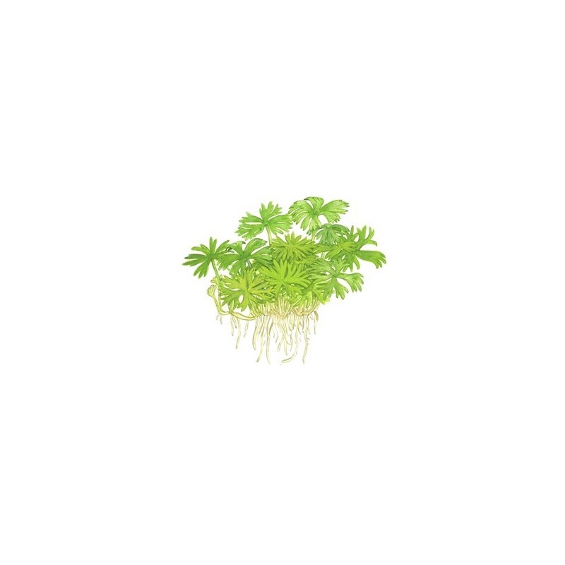 Tropica Ranunculus inundatus 1-2 Grow!
