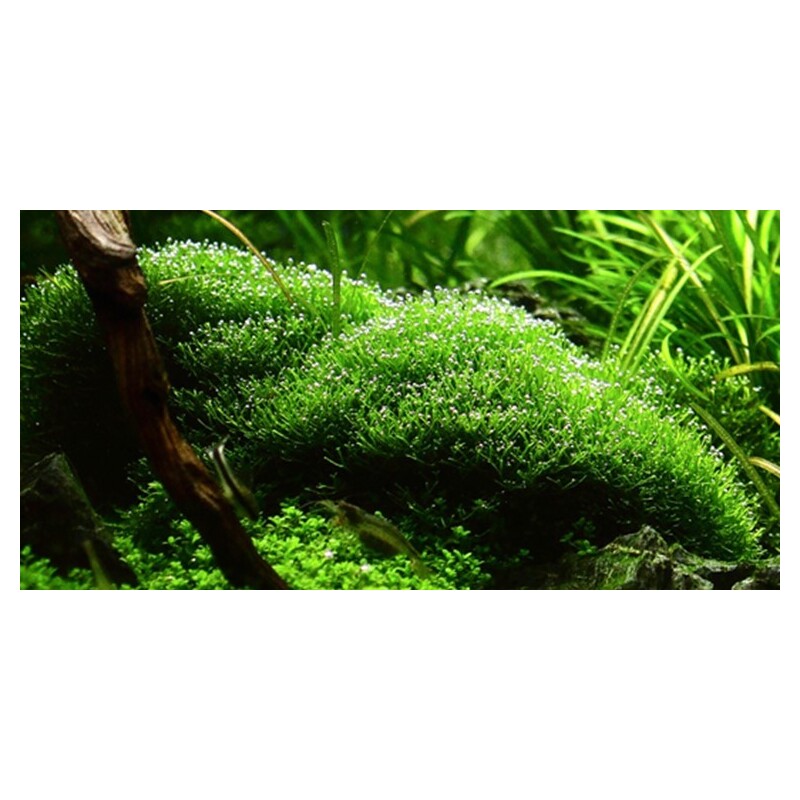 Tropica Riccia fluitans 1-2 Grow!