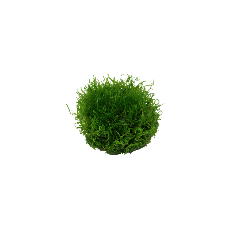 Tropica Riccia fluitans 1-2 Grow!