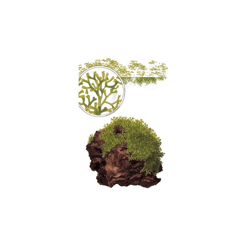 Tropica Riccia fluitans 1-2 Grow!