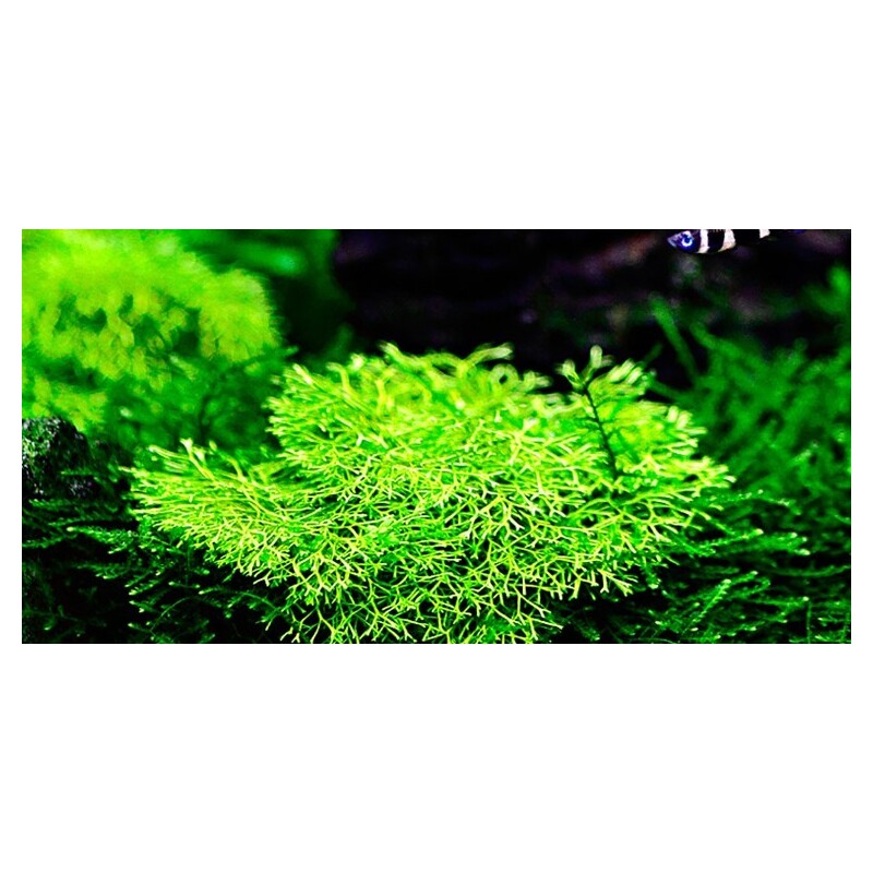 Tropica Riccia fluitans 1-2 Grow!