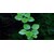 Tropica Limnobium laevigatum 1-2 Grow!