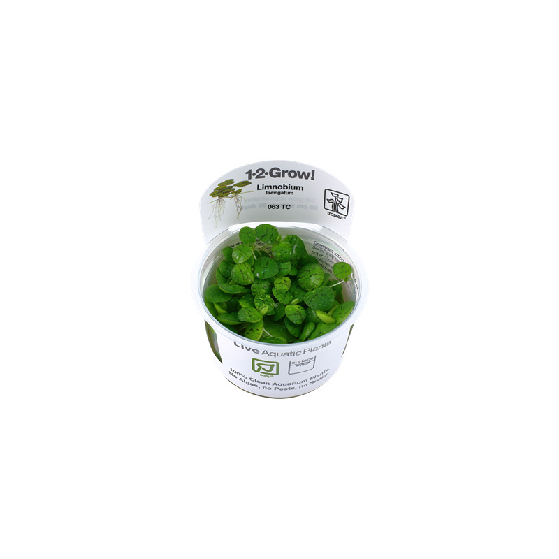 Tropica Limnobium laevigatum 1-2 Grow!