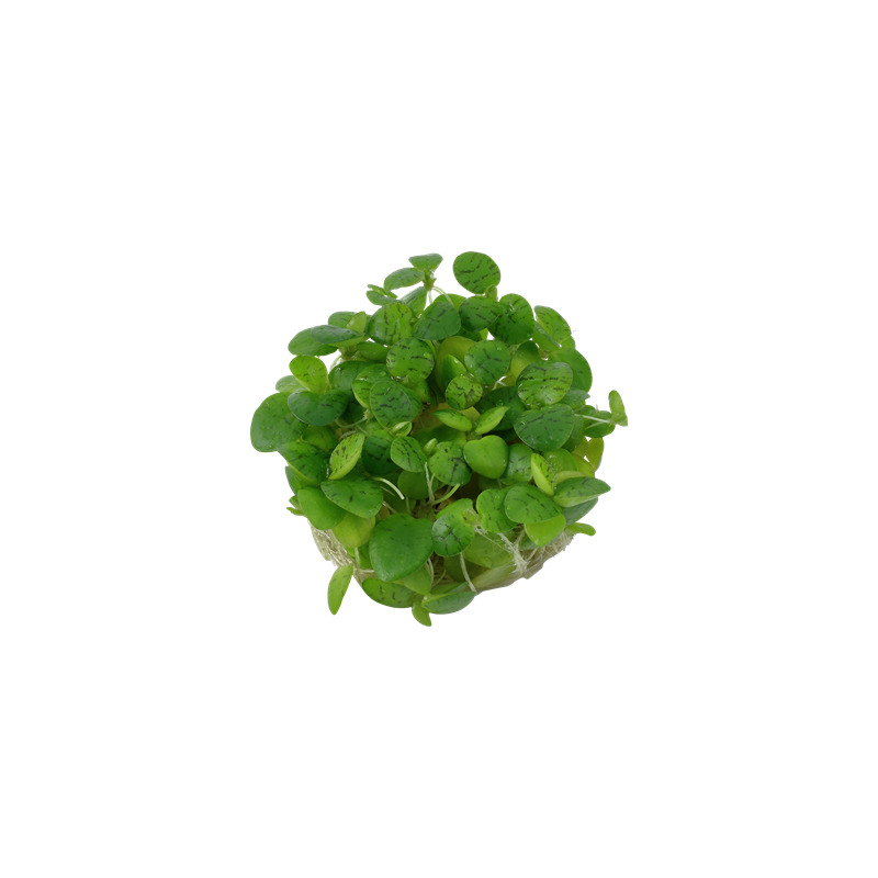 Tropica Limnobium laevigatum 1-2 Grow!
