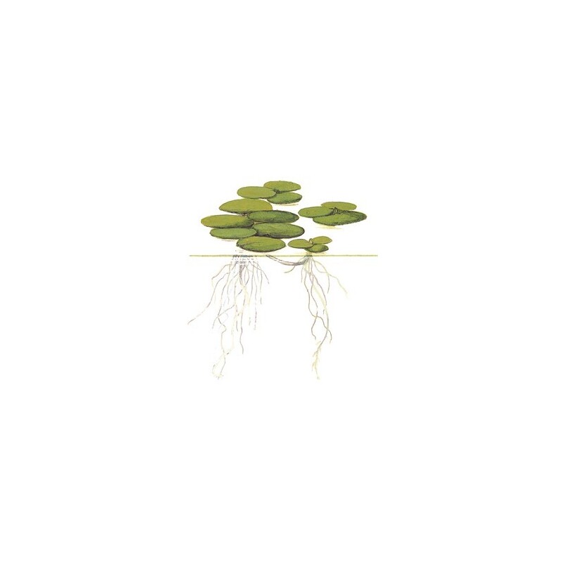 Tropica Limnobium laevigatum 1-2 Grow!