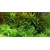 Tropica Gratiola viscidula 1-2 Grow!