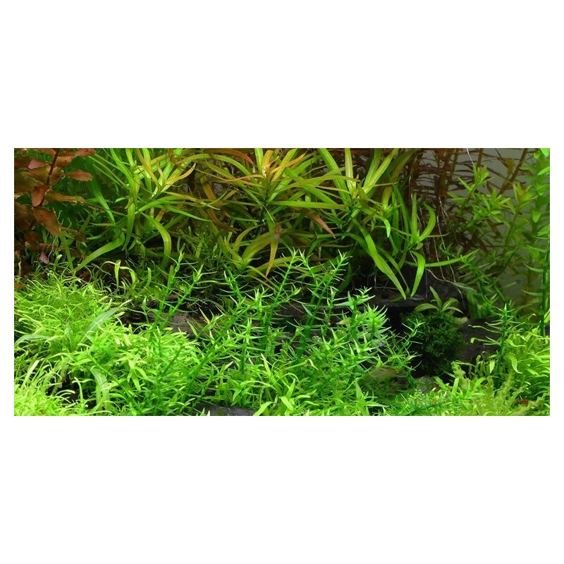 Tropica Gratiola viscidula 1-2 Grow!