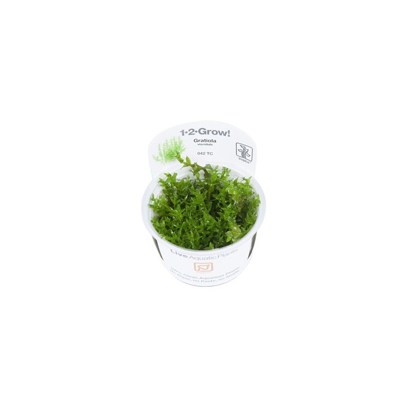 Tropica Gratiola viscidula 1-2 Grow!