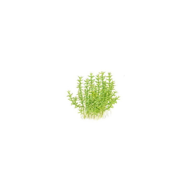 Tropica Gratiola viscidula 1-2 Grow!