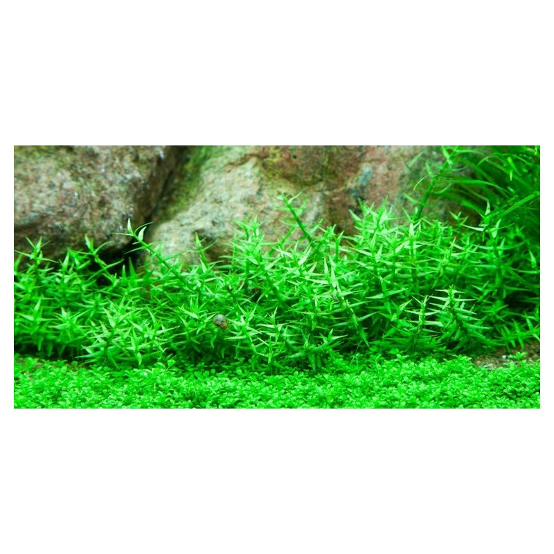 Tropica Gratiola viscidula 1-2 Grow!