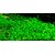 Tropica Marsilea minuta 1-2 Grow!