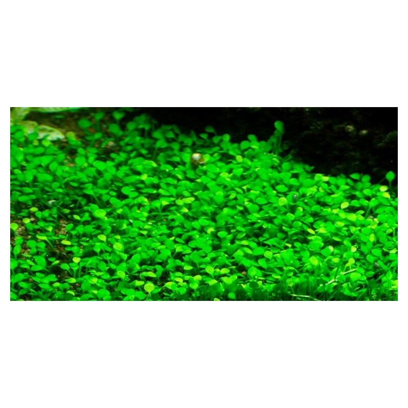 Tropica Marsilea minuta 1-2 Grow!