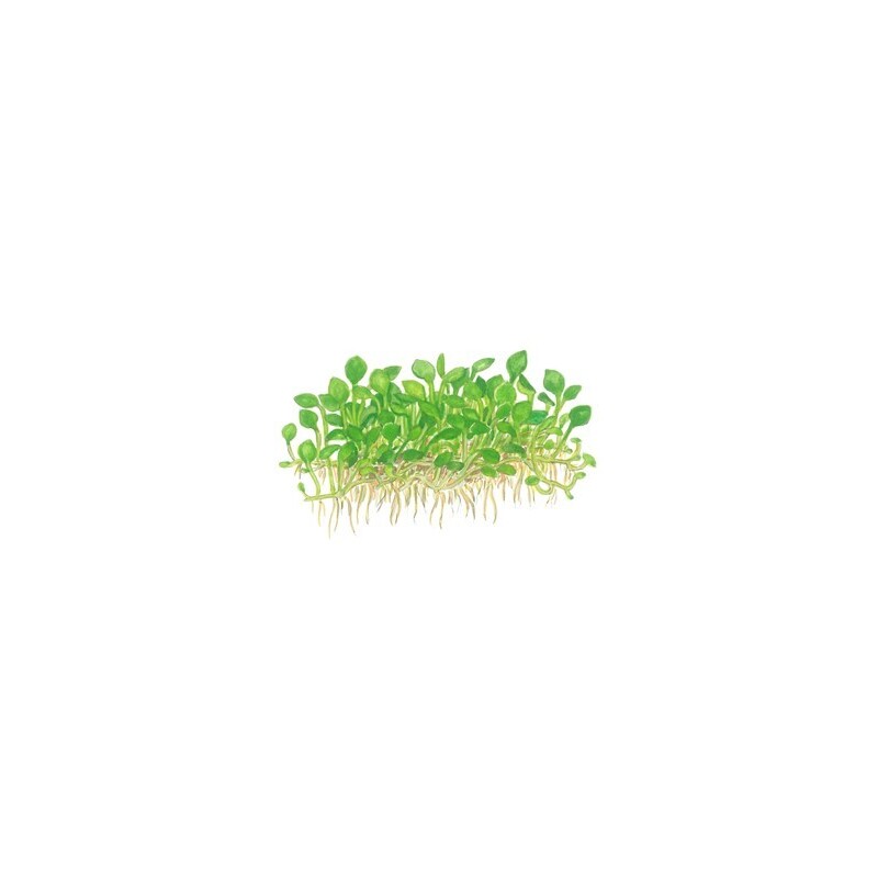 Tropica Marsilea minuta 1-2 Grow!