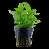 Staurogyne repens v blistru