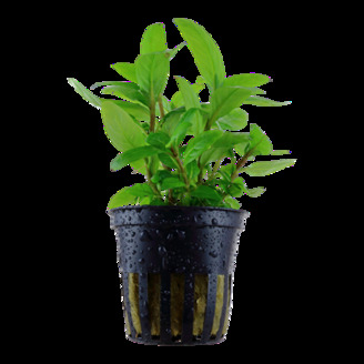Staurogyne repens v blistru
