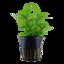 Staurogyne repens v blistru