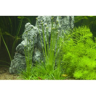 Tropica Eriocaulon cinereum 1-2 Grow!