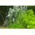 Tropica Eriocaulon cinereum 1-2 Grow!