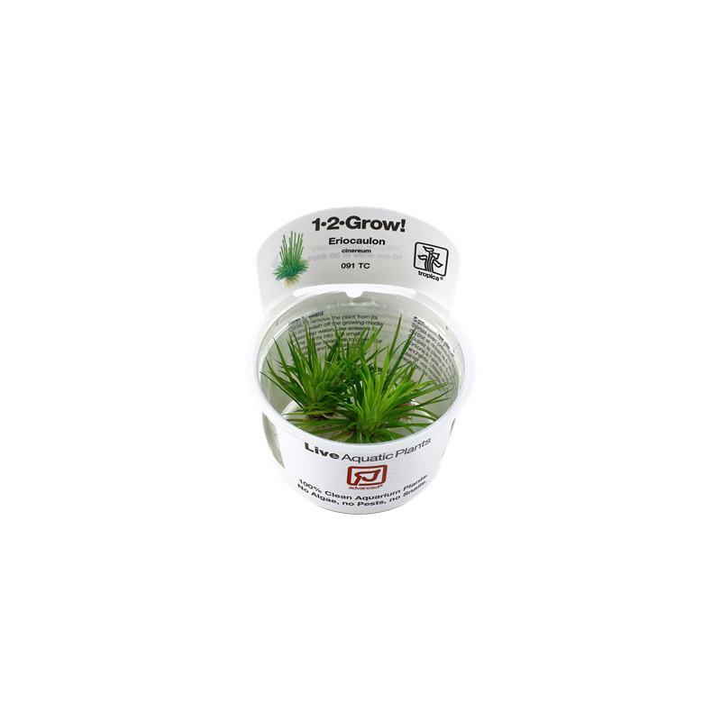 Tropica Eriocaulon cinereum 1-2 Grow!