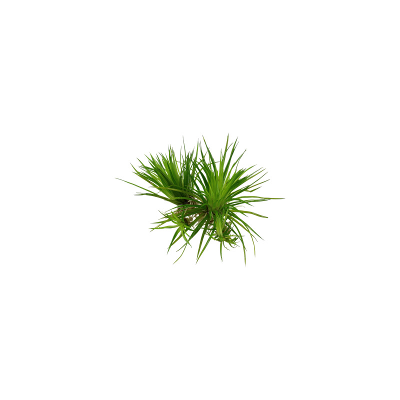 Tropica Eriocaulon cinereum 1-2 Grow!