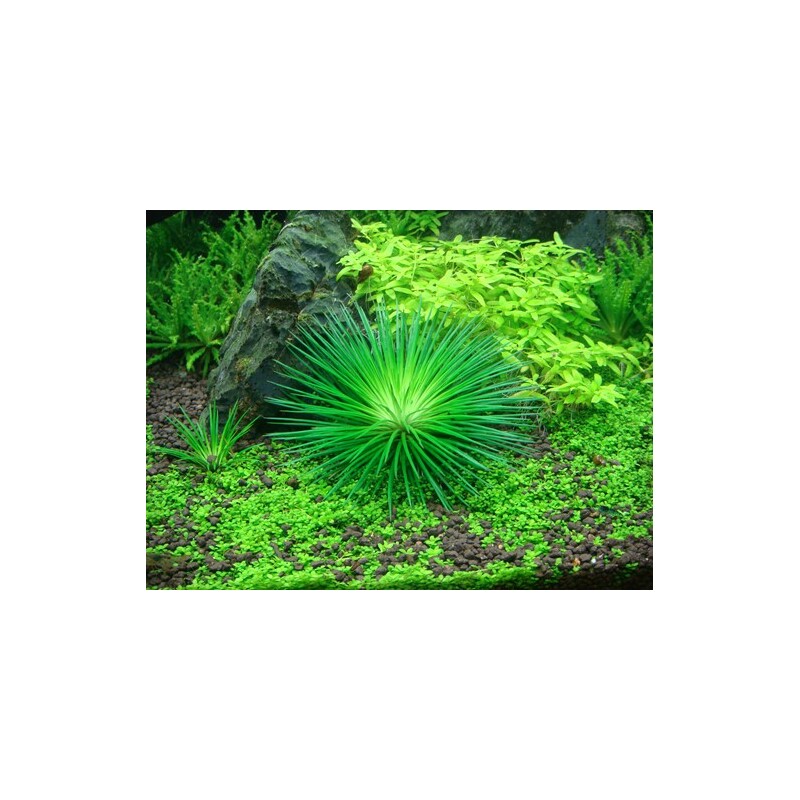 Tropica Eriocaulon cinereum 1-2 Grow!